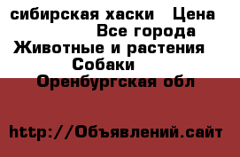 l: сибирская хаски › Цена ­ 10 000 - Все города Животные и растения » Собаки   . Оренбургская обл.